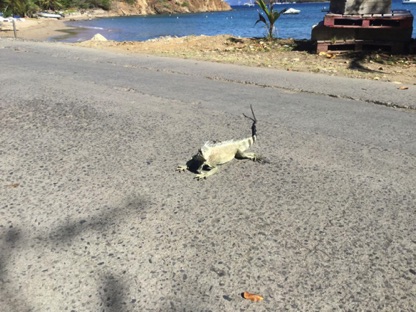 Beware the iguana! Beware the iguana!